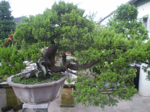 Cây duyên tùng giá 500 triệu đồng. Cây duyên tùng giá 500 triệu đồng.