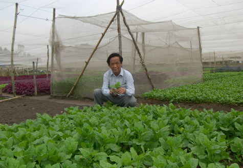 GS. TS. NGND Nguyễn Lân Dũng bên vườn "rau bảo đảm". GS. TS. NGND Nguyễn Lân Dũng bên vườn "rau bảo đảm".