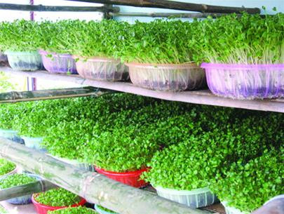 Theo GS. TS. NGND Nguyễn Lân Dũng: Rau mầm độc hại hay không phụ thuộc vào người trồng. Ảnh minh họa. Theo GS. TS. NGND Nguyễn Lân Dũng: Rau mầm độc hại hay không phụ thuộc vào người trồng. Ảnh minh họa.