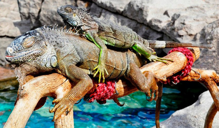 Bức hình chụp cặp đôi thằn lằn của Kristina, 17 tuổi đến từ Ý.