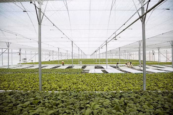 Các hợp tác xã và hộ nông dân có quy mô tối thiểu 1h cam kết sản xuất sạch có thể đăng ký tham gia chương trình.