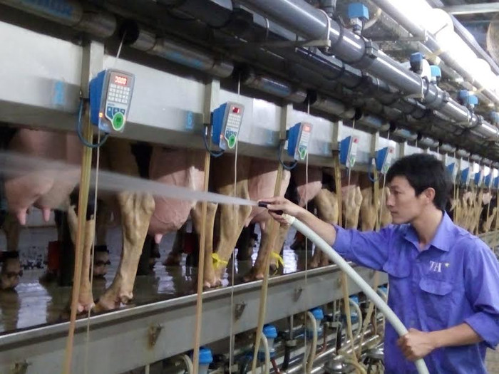 Trang trại chăn nuôi bò sữa của TH true milk. Trang trại chăn nuôi bò sữa của TH true milk.