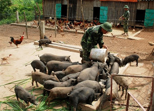 Cả lợn, gà... cũng đã chuẩn bị cho "thực đơn" Tết này Cả lợn, gà... cũng đã chuẩn bị cho "thực đơn" Tết này