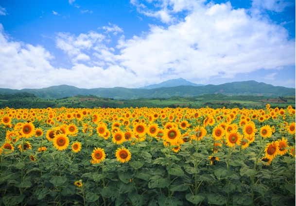 Cánh đồng hoa hướng dương làm nguyên liệu thức ăn cho bò, trong trang trại TH