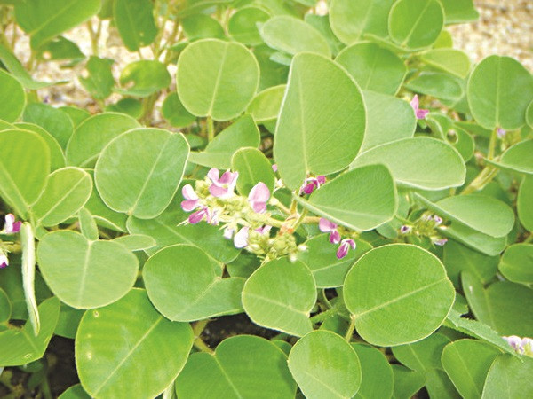 Chuyện gì xảy ra nếu bạn mắc Viêm gan C? ảnh 6 Chuyện gì xảy ra nếu bạn mắc Viêm gan C? ảnh 6