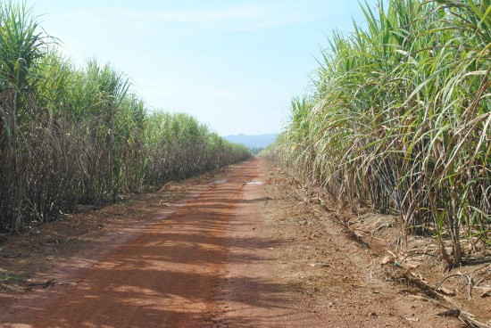 Hoàng Anh Gia Lai đã trồng được 10.000 hecta mía tại Lào. Hoàng Anh Gia Lai đã trồng được 10.000 hecta mía tại Lào.
