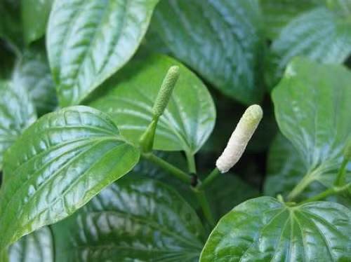 Rễ cây lá lốt sắc đặc ngậm súc miệng giúp giảm đau nhức răng.