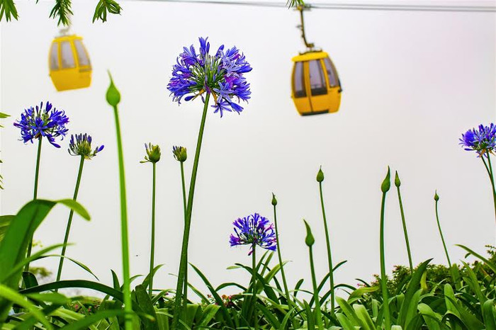 Bên cạnh Cẩm tú cầu, hoa Arapang (Thanh anh) qua nhiều lần ươm trồng thử nghiệm, đến nay đã trở thành một trong ba loài hoa được trồng nhiều nhất trên Bà Nà…