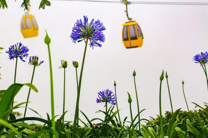 Bên cạnh Cẩm tú cầu, hoa Arapang (Thanh anh) qua nhiều lần ươm trồng thử nghiệm, đến nay đã trở thành một trong ba loài hoa được trồng nhiều nhất trên Bà Nà… Bên cạnh Cẩm tú cầu, hoa Arapang (Thanh anh) qua nhiều lần ươm trồng thử nghiệm, đến nay đã trở thành một trong ba loài hoa được trồng nhiều nhất trên Bà Nà…