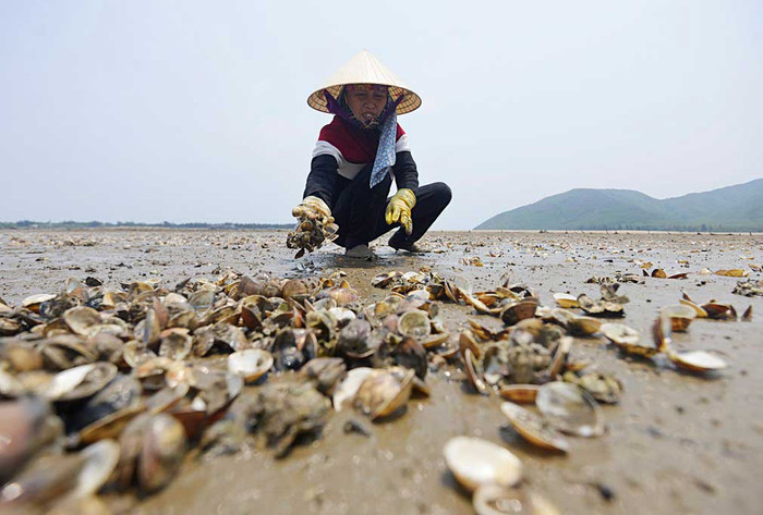 Sau hiện tượng cá chết hàng loạt, đến lượt ngao nuôi xã Kỳ Hà, Kỳ Anh, Hà Tĩnh cũng chết bất thường. Ảnh: Vietnamnet.