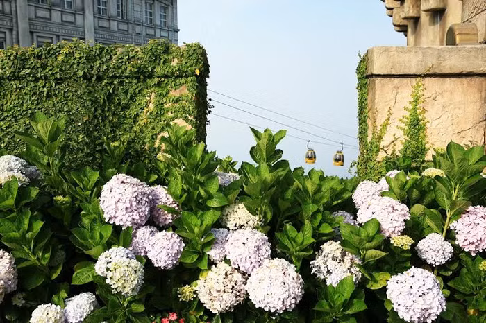 Trên đỉnh núi Bà Nà, sương muối có thể kéo dài cả ngày, cả tuần cho đến cả tháng, nhưng điều kỳ diệu là các loại hoa đưa từ Đà Lạt và những nơi khác về Bà Nà đều sinh trưởng rất tốt. Nhiều loài hoa còn phát triển hơn so với nơi sinh trưởng, như Arapang (Thanh anh), và đặc biệt là Cẩm tú cầu. Trên đỉnh núi Bà Nà, sương muối có thể kéo dài cả ngày, cả tuần cho đến cả tháng, nhưng điều kỳ diệu là các loại hoa đưa từ Đà Lạt và những nơi khác về Bà Nà đều sinh trưởng rất tốt. Nhiều loài hoa còn phát triển hơn so với nơi sinh trưởng, như Arapang (Thanh anh), và đặc biệt là Cẩm tú cầu.