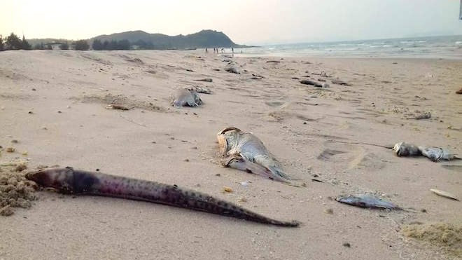 Nguyên nhân cá chết sẽ được tìm ra, nhưng du lịch – kinh tế mũi nhọn của các tỉnh miền Trung đã lâm nạn. Ảnh minh họa. Nguyên nhân cá chết sẽ được tìm ra, nhưng du lịch – kinh tế mũi nhọn của các tỉnh miền Trung đã lâm nạn. Ảnh minh họa.