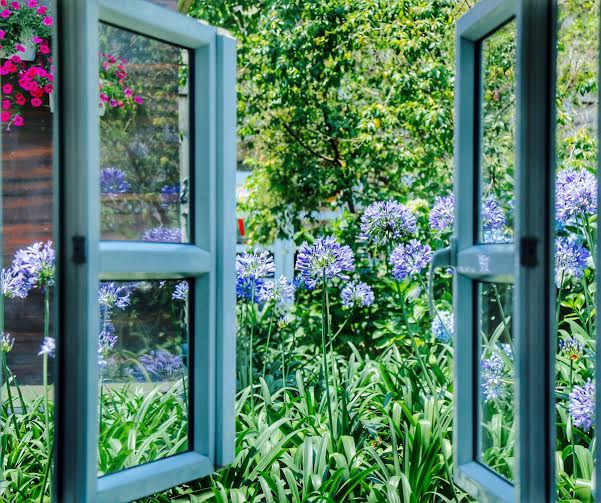 Thanh anh vốn là loài hoa kỹ tính kén đất, nhưng khi được trồng ở Bà Nà, loài hoa này nở rạng rỡ suốt ba mùa: xuân, hè, thu đông, và trở thành loài hoa được trồng nhiều nhất trên đỉnh núi này.