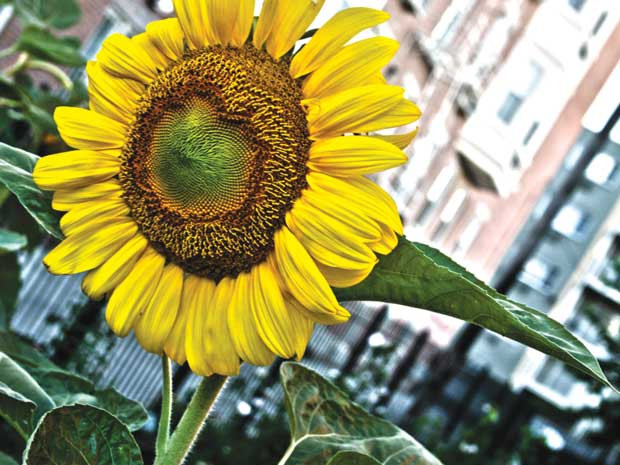 Dược học cổ truyền chỉ cho biết hoa hướng dương có thể chữa đầu choáng mắt hoa, phù mặt, đau răng, vết thương viêm loét... Ảnh: Lê Kiên Dược học cổ truyền chỉ cho biết hoa hướng dương có thể chữa đầu choáng mắt hoa, phù mặt, đau răng, vết thương viêm loét... Ảnh: Lê Kiên