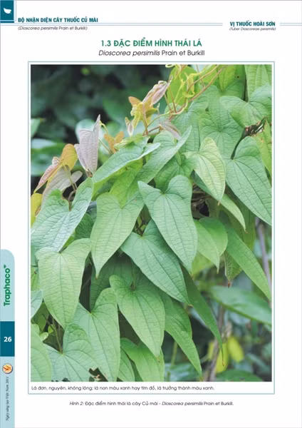 Hoài sơn theo quy định của Dược điển Việt Nam là rễ cây Củ mài, nhưng hiện nay người ta chế vị thuốc này không chỉ từ củ mài mà còn từ củ mỡ, củ cọc, thậm chí từ cả củ mỡ tím.