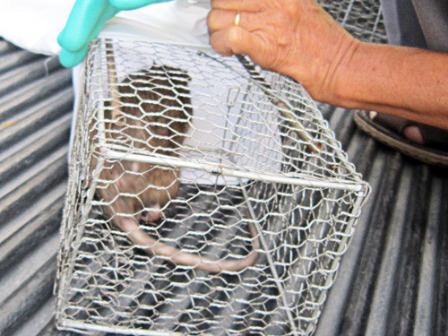 Bẫy bắt chuột tại khu vực phường 9, Q.3, TP.HCM - Ảnh: Nguyên Mi Bẫy bắt chuột tại khu vực phường 9, Q.3, TP.HCM - Ảnh: Nguyên Mi