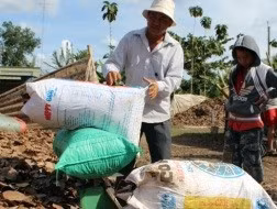  Đổ xô gom lá điều khô bán cho thương lái dù 