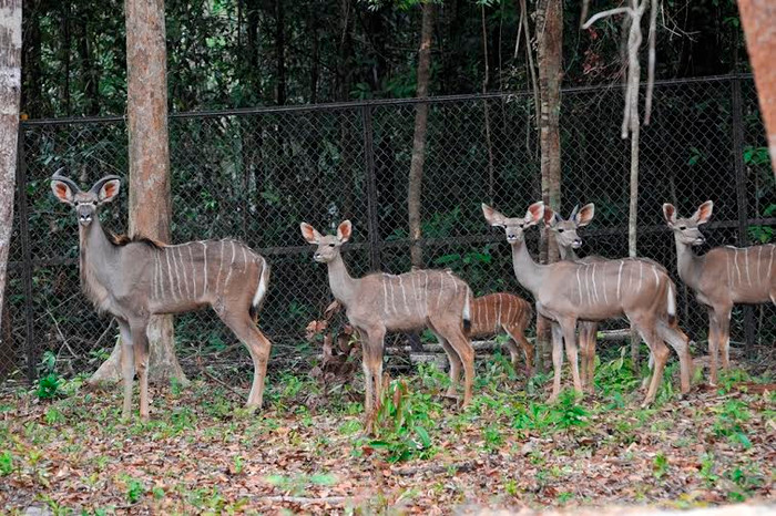 Vinpearl Safari Phú Quốc cũng là công viên đang sở hữu những bộ sưu tập động vật quý hiếm với số lượng lớn hàng đầu Việt Nam.