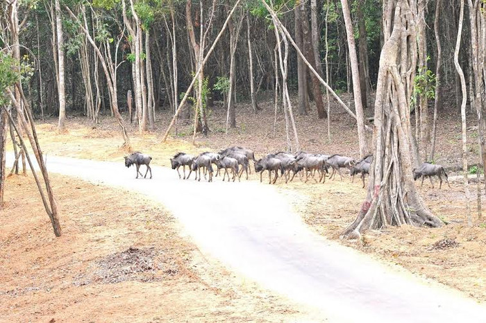 Vinpearl Safari Phú Quốc là công viên động vật hoang dã đầu tiên và duy nhất tại Việt Nam.