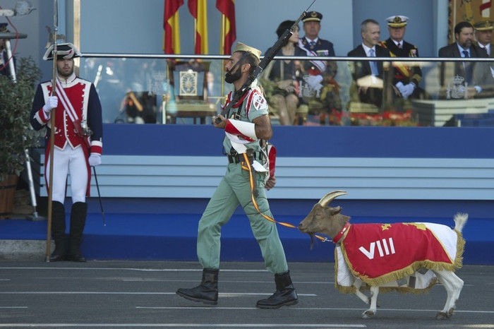 Một binh sỹ dắt dê đi trước đoàn duyệt binh. Một binh sỹ dắt dê đi trước đoàn duyệt binh.