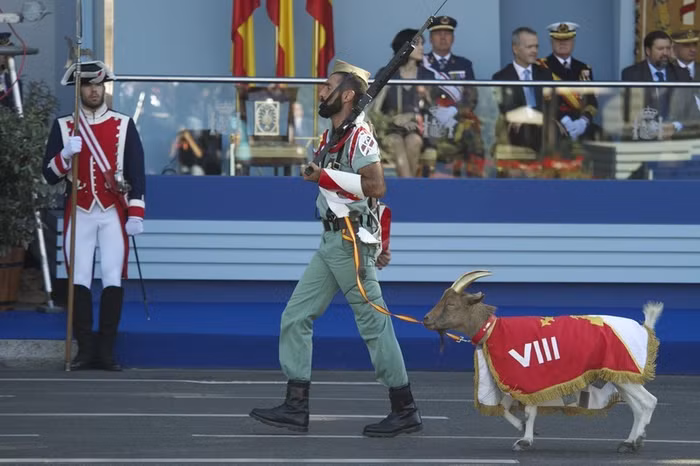 Một binh sỹ dắt dê đi trước đoàn duyệt binh.