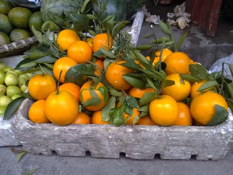 Cam Trung Quốc đang được mạo danh là cam Việt Nam để lừa người tiêu dùng