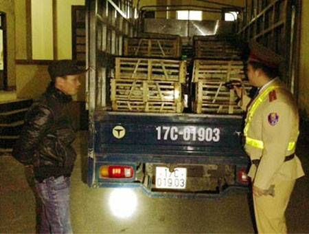 Xe ôtô chở mèo Trung Quốc nhập lậu bị bắt giữ Xe ôtô chở mèo Trung Quốc nhập lậu bị bắt giữ