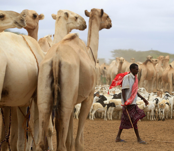 Khu vực Sừng Châu Phi nghèo đói hiện nay đang phải chịu đựng thảm kịch hạn hán và mất mùa tồi tệ nhất trong vòng 100 năm qua. Khu vực Sừng Châu Phi nghèo đói hiện nay đang phải chịu đựng thảm kịch hạn hán và mất mùa tồi tệ nhất trong vòng 100 năm qua.
