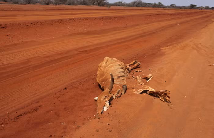 Khu vực Sừng Châu Phi nghèo đói hiện nay đang phải chịu đựng thảm kịch hạn hán và mất mùa tồi tệ nhất trong vòng 100 năm qua.