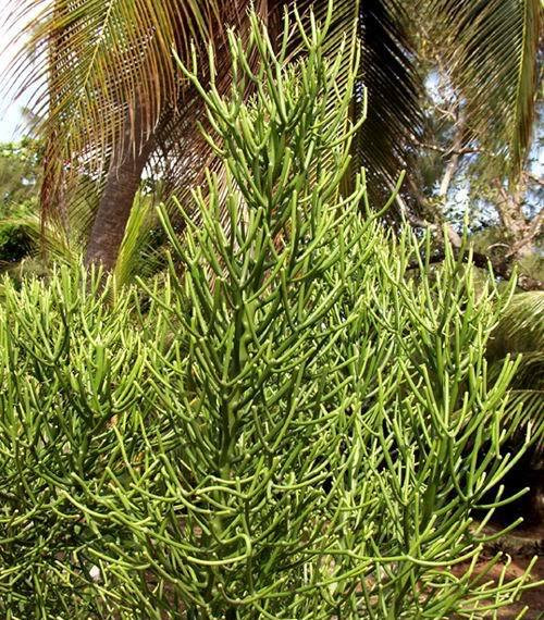 Cây giao thuộc họ xương rồng, có mủ đục có hại cho mắt. Cây giao thuộc họ xương rồng, có mủ đục có hại cho mắt.