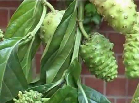 Trái nhàu có tác dụng chữa nhiều bệnh. Trái nhàu có tác dụng chữa nhiều bệnh.