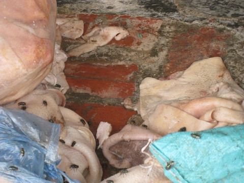 Lòng phèo và bì lợn đã bốc mùi, ruồi nhặng bu đầy Lòng phèo và bì lợn đã bốc mùi, ruồi nhặng bu đầy