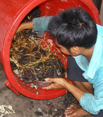 Lòng bò nguyên liệu còn lẫn dây nhợ. Lòng bò nguyên liệu còn lẫn dây nhợ.