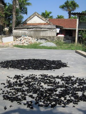 Số ong mà vợ chồng ông Tuân mới thu mua đang được phơi nắng. Số ong mà vợ chồng ông Tuân mới thu mua đang được phơi nắng.