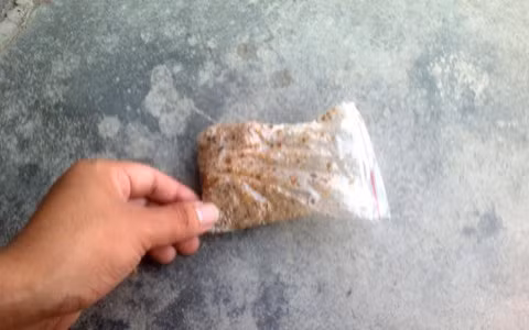 Mồi nhử ong được bán với giá 50 nghìn/1 lạng. Người dân chẳng biết làm từ chất gì nhưng có tác dụng ghê gớm Mồi nhử ong được bán với giá 50 nghìn/1 lạng. Người dân chẳng biết làm từ chất gì nhưng có tác dụng ghê gớm