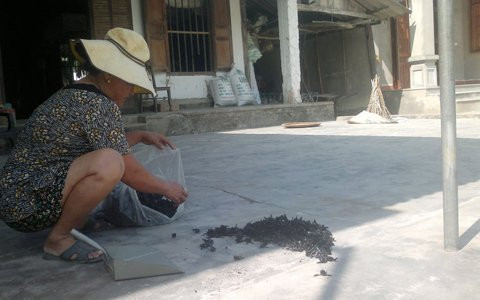 Bà Quế đang thu gom số ong đã phơi đủ nắng để đóng bao. Bà Quế đang thu gom số ong đã phơi đủ nắng để đóng bao.