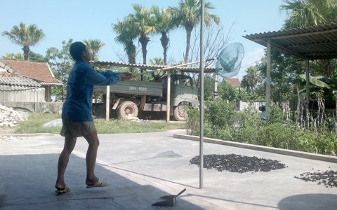 Chỉ ngửi mùi của đàn ong dính mùi chết phơi nắng, ong bầu sống cũng đã tìm về nơi nhà ông Tuân. Và ông chỉ việc lấy vợt ra bắt Chỉ ngửi mùi của đàn ong dính mùi chết phơi nắng, ong bầu sống cũng đã tìm về nơi nhà ông Tuân. Và ông chỉ việc lấy vợt ra bắt