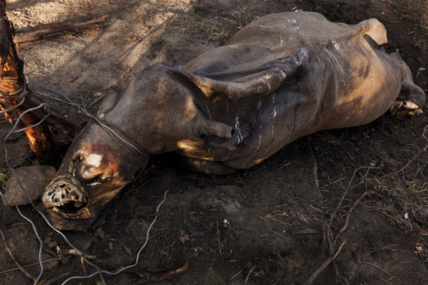 Xác một con tê giác trắng bị đánh bẫy để lấy sừng, nằm bên khu dự trữ Selatti. Xác một con tê giác trắng bị đánh bẫy để lấy sừng, nằm bên khu dự trữ Selatti.