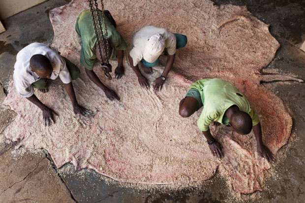 Một bộ da tê giác trắng được muối để thuộc sau một buổi sáng đi săn tê giác tại trang trai của Dawie Groenewald, gần thị trấn Messina. Một bộ da tê giác trắng được muối để thuộc sau một buổi sáng đi săn tê giác tại trang trai của Dawie Groenewald, gần thị trấn Messina.