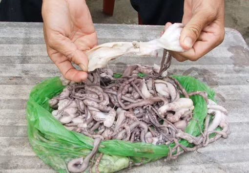 Số bạch tuộc được anh Hưởng phản ánh.