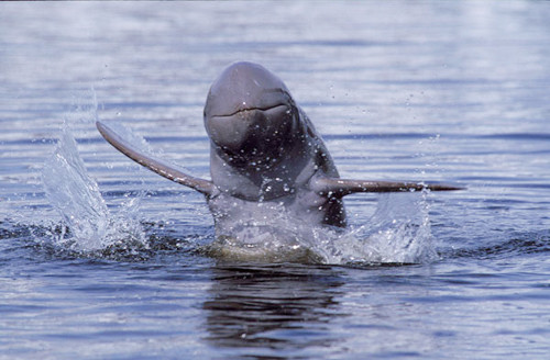 Cá heo sông Mê Kông