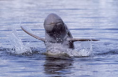 Cá heo sông Mê Kông