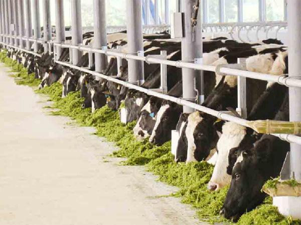 Các trang trại bò sữa của Công ty Vinamilk tại Nghệ An, Lâm Đồng, Tuyên Quang đạt tiêu chuẩn quốc tế Global G.A.P. Các trang trại bò sữa của Công ty Vinamilk tại Nghệ An, Lâm Đồng, Tuyên Quang đạt tiêu chuẩn quốc tế Global G.A.P.