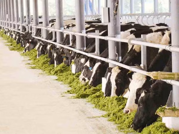 Các trang trại bò sữa của Công ty Vinamilk tại Nghệ An, Lâm Đồng, Tuyên Quang đạt tiêu chuẩn quốc tế Global G.A.P.