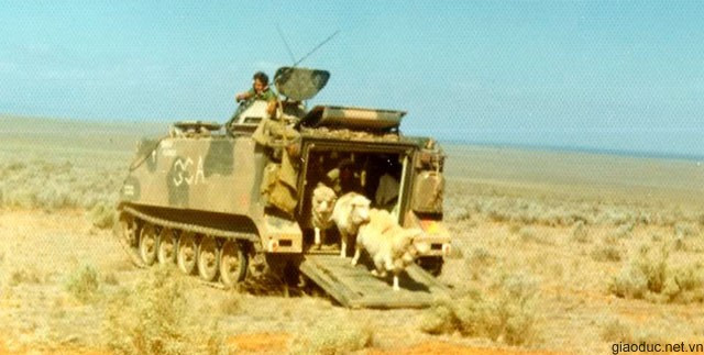 Xe bọc thép chở cừu Xe bọc thép chở cừu