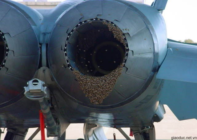 Động cơ phản lực, nơi ong thích làm tổ nhất? Động cơ phản lực, nơi ong thích làm tổ nhất?