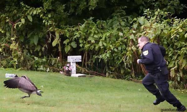 Cảnh sát truy bắt.... chim hoang dã Cảnh sát truy bắt.... chim hoang dã