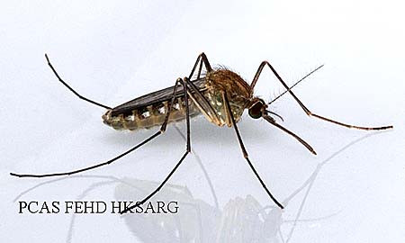 Muỗi Culex Tritaeniorhynchus – trung gian truyền bệnh viêm não Nhật Bản. Muỗi Culex Tritaeniorhynchus – trung gian truyền bệnh viêm não Nhật Bản.