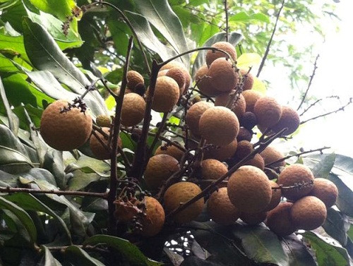 Ảnh minh họa. Ảnh minh họa.