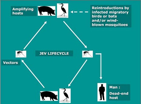 Vòng đời của virút viêm não Nhật Bản. Vòng đời của virút viêm não Nhật Bản.